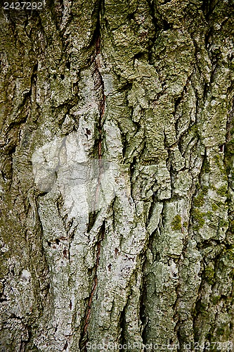 Image of old tree texture