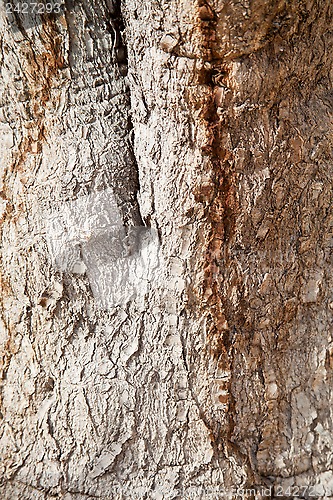 Image of old tree texture