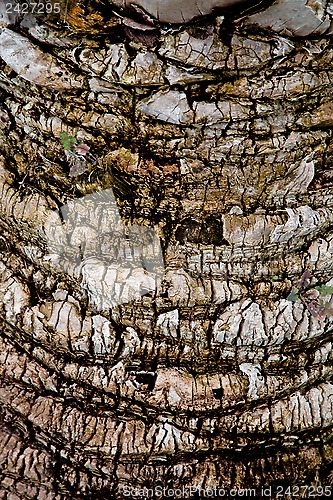 Image of palm tree trunk