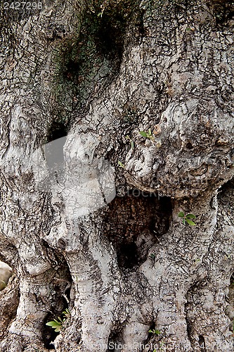 Image of old tree texture 