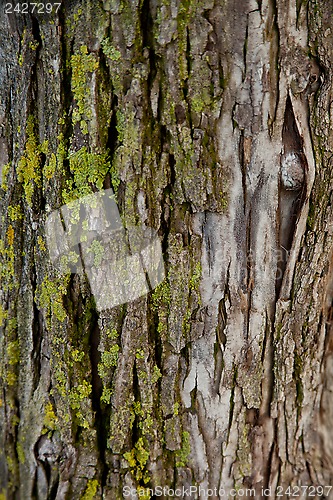 Image of old tree texture