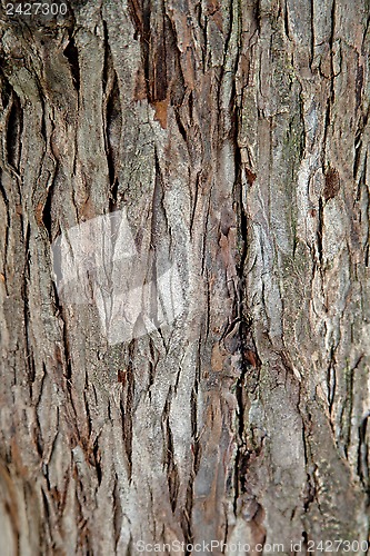 Image of old tree texture 