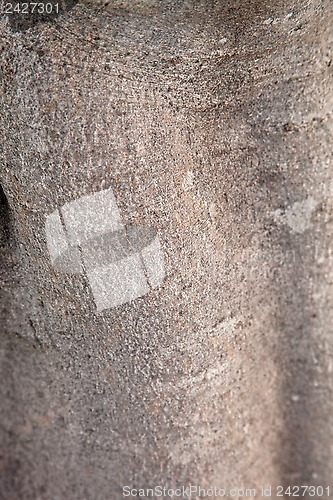 Image of fig tree texture 