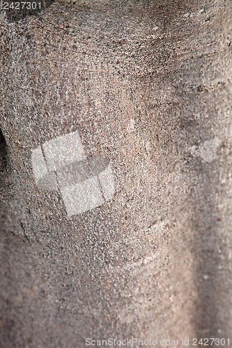 Image of fig tree texture 