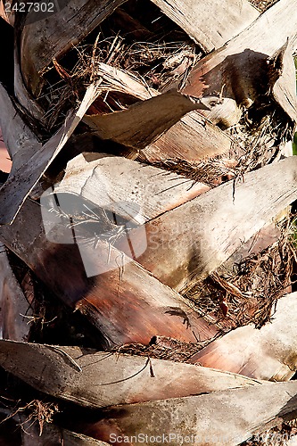 Image of palm tree trunk 