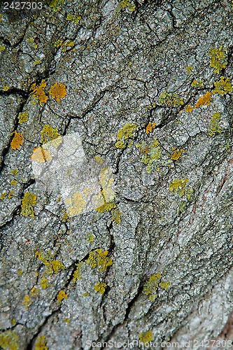 Image of old tree texture 