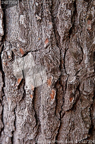 Image of old tree texture