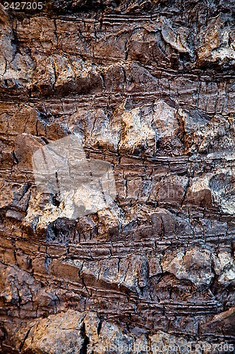 Image of palm tree trunk 