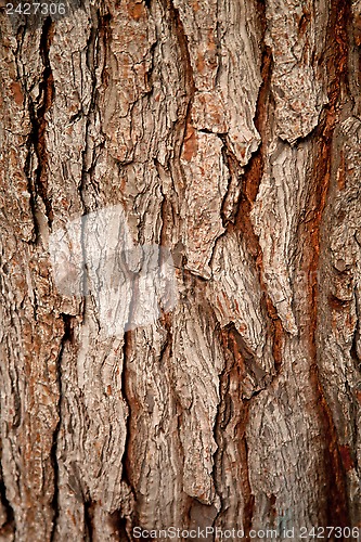 Image of old tree texture