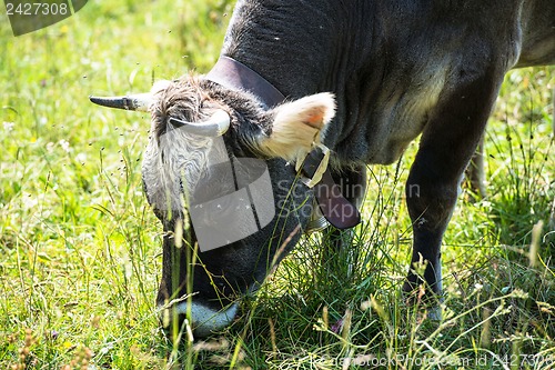 Image of Dark Cow´s Head