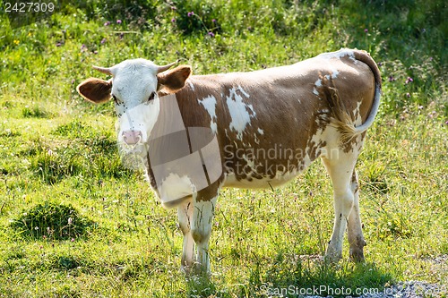 Image of Brown Cow´s Head