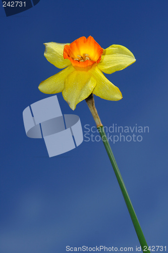 Image of Daffodil