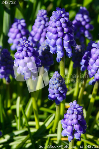 Image of Grape Hyacinth