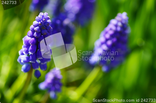 Image of Grape Hyacinth