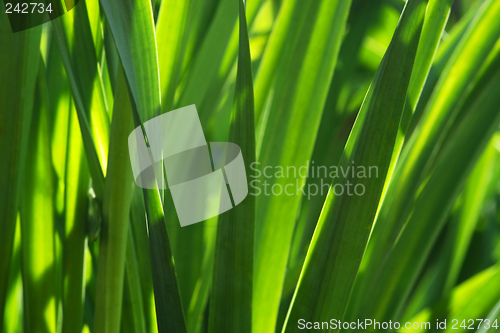 Image of Abstract Leaves background