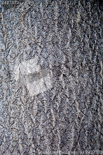 Image of old tree texture 