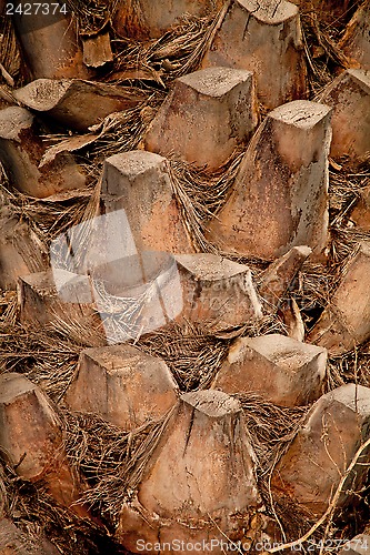 Image of palm tree trunk