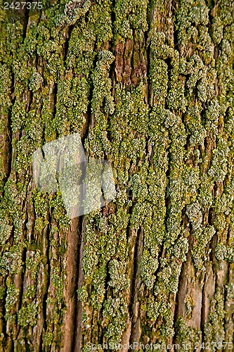 Image of old tree texture