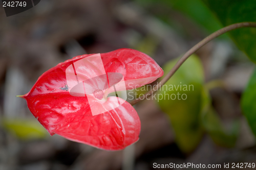 Image of Anthurium Ozaki