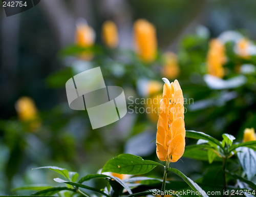 Image of Tropical Bush, Waimea Valley Audubon Center