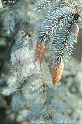 Image of blue fir tree