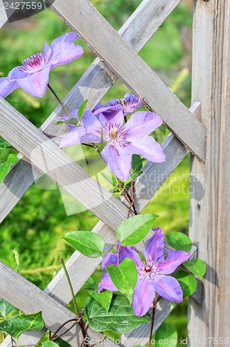 Image of purple flowers