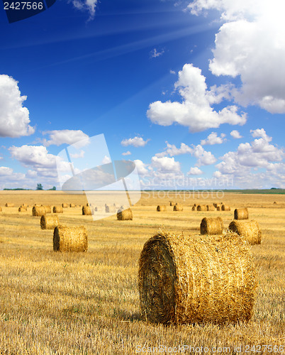 Image of harvested bales of straw in field 