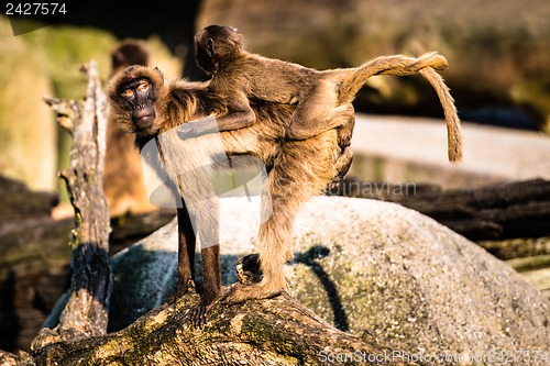 Image of mother and baby baboon