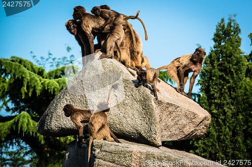 Image of monkeys on a rock