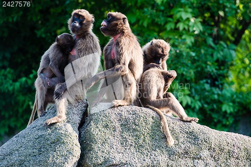 Image of monkeys on a rock