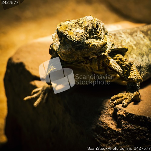 Image of Lizard posing on sandstone