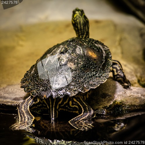 Image of Sea turtle