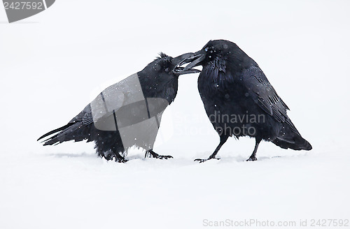 Image of Ravens