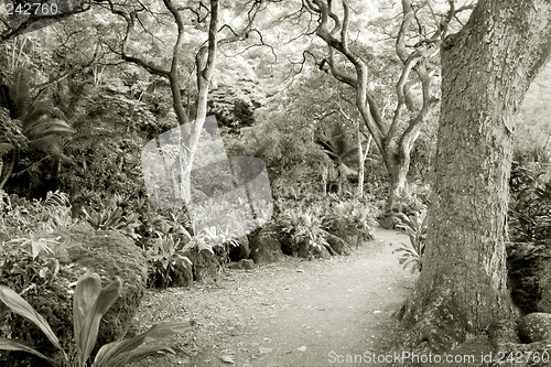Image of Rainforest--at the Waimea Valley Audubon Center on Oahu, Hawaii