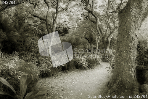 Image of Trail on Oahu