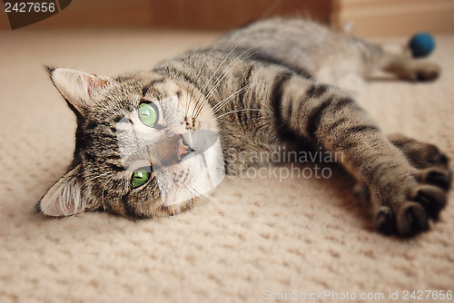 Image of Kitten stretched out on carpet