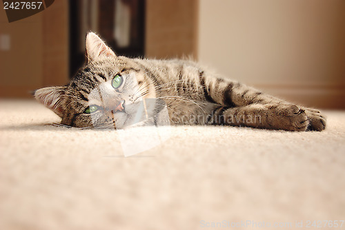 Image of Tabby Kitten relaxing on carpet