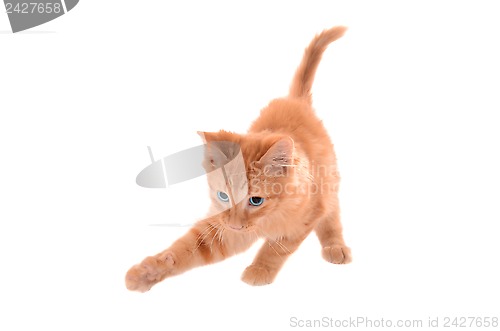 Image of Orange Tabby Playing