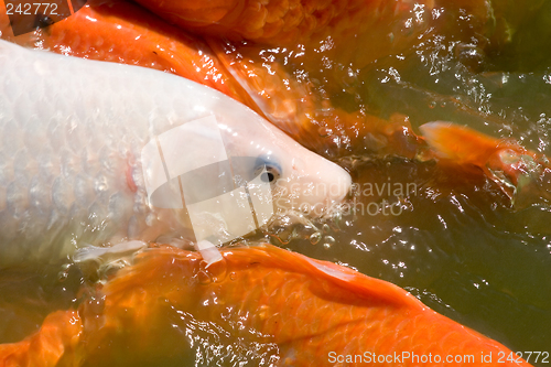 Image of Koi 6