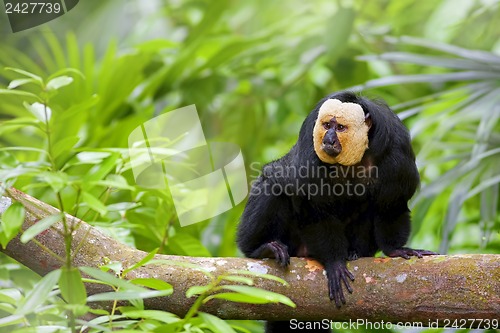 Image of White-faced Saki Monkey