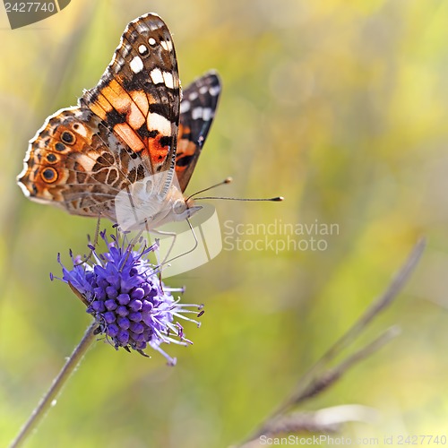 Image of Painted Lady butterfly