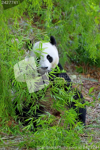 Image of Giant Panda