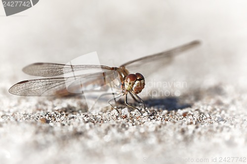 Image of Dragonfly