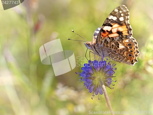 Image of Painted Lady butterfly