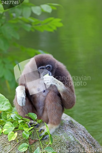 Image of Gibbon Monkey