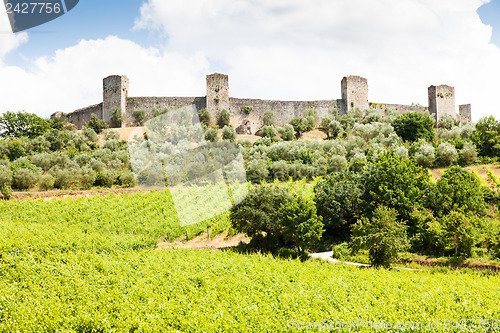 Image of Wineyard in Tuscany