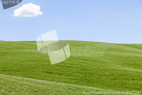 Image of Green field in Tuscany