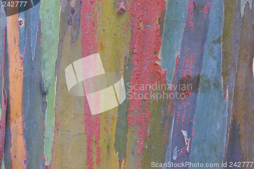 Image of Eucalyptus Bark