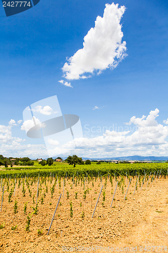 Image of Tuscany Wineyard