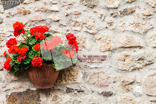 Image of Tuscan flowers